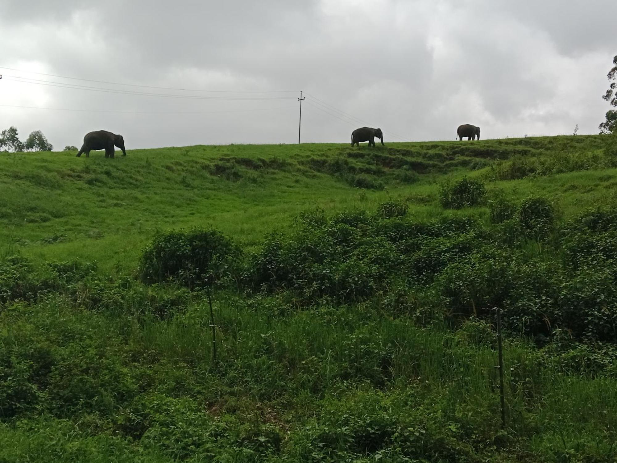 View Valley Homestay Munnar Exterior photo