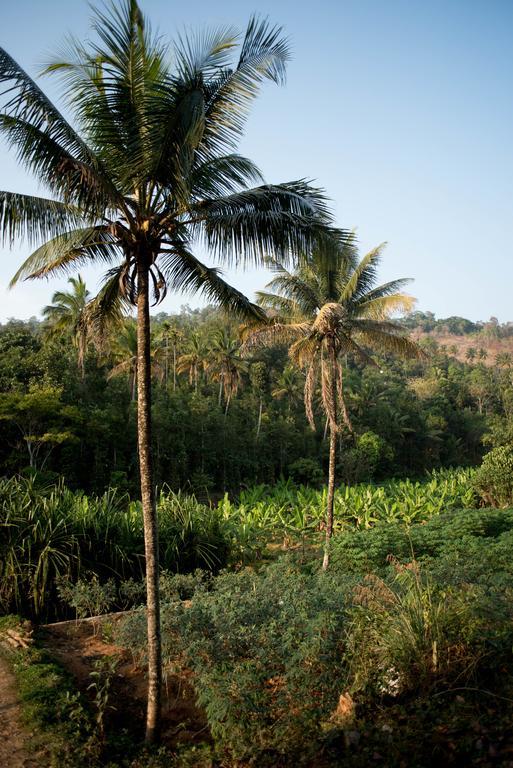 View Valley Homestay Munnar Exterior photo